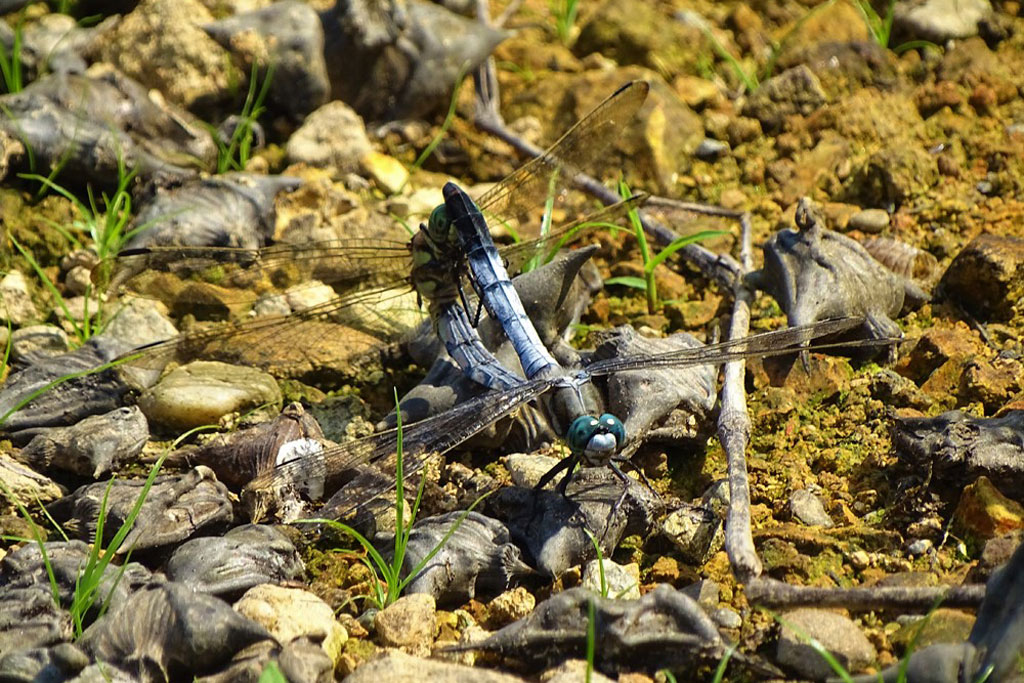 シオカラトンボ画像