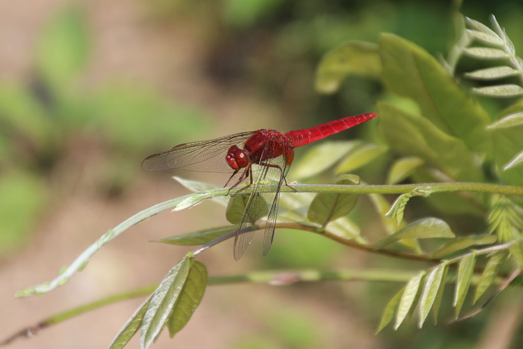 ショウジョウトンボ♂画像