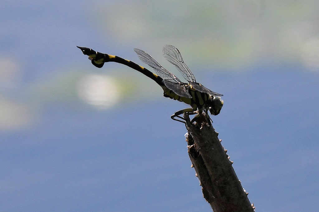 ウチワヤンマ画像