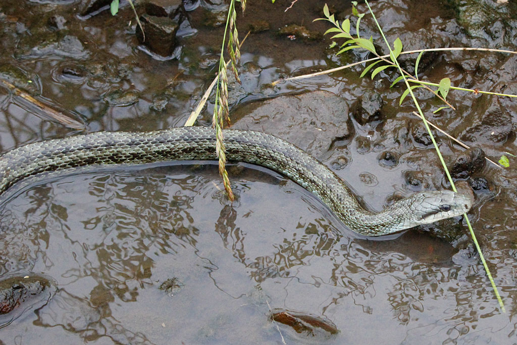 アオダイショウ画像