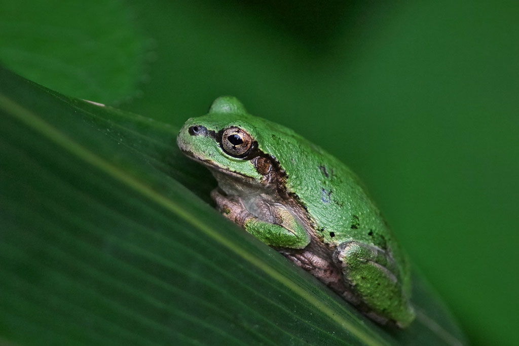 アマガエル画像