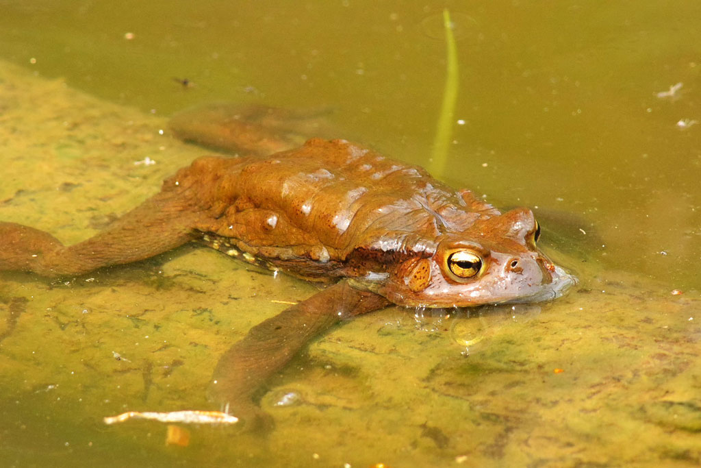 アズマヒキガエル画像