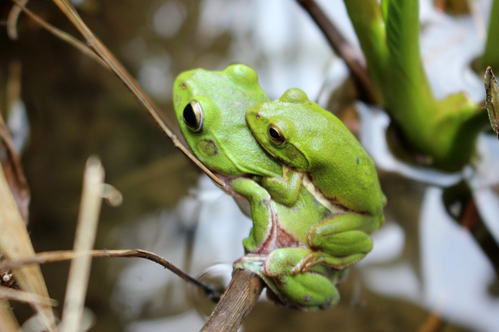 シュレーゲルアオガエル画像
