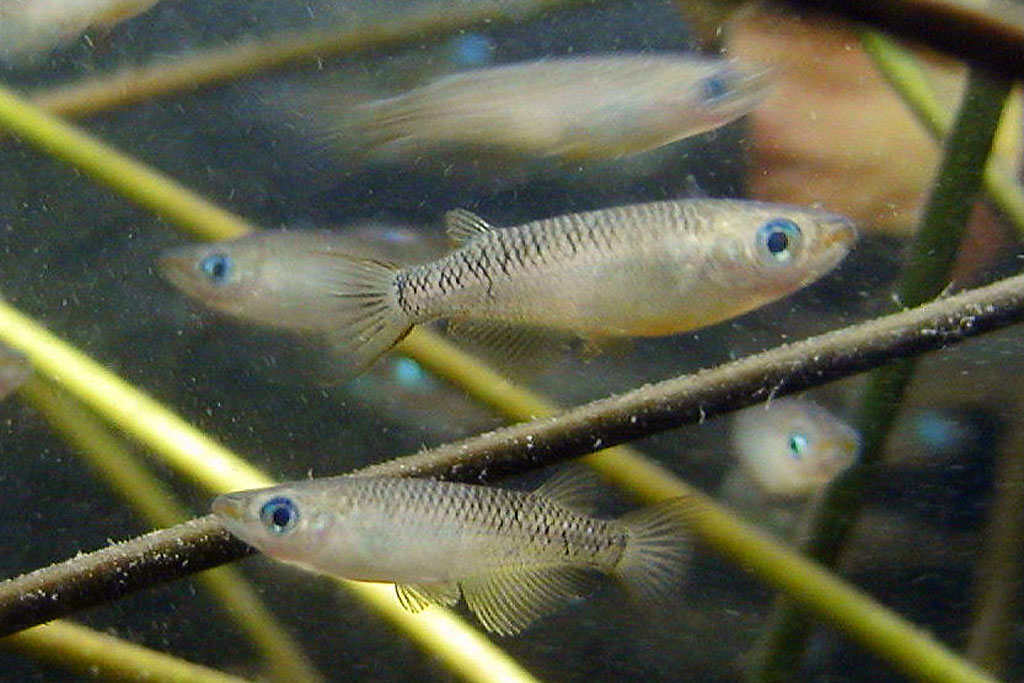 キタノメダカ画像