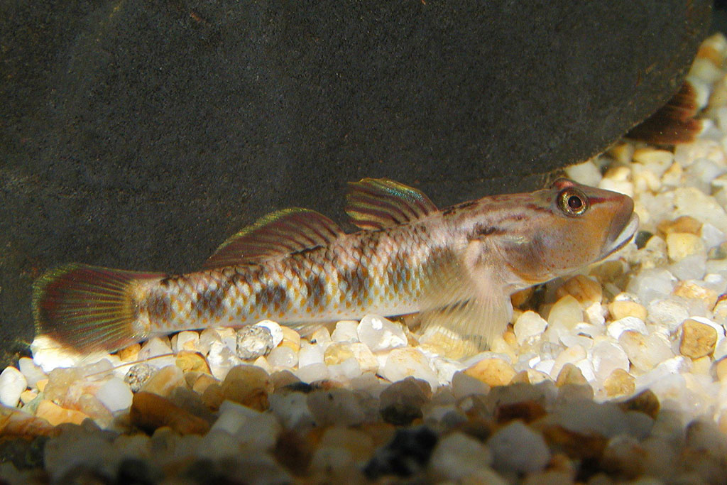 ヨシノボリ画像