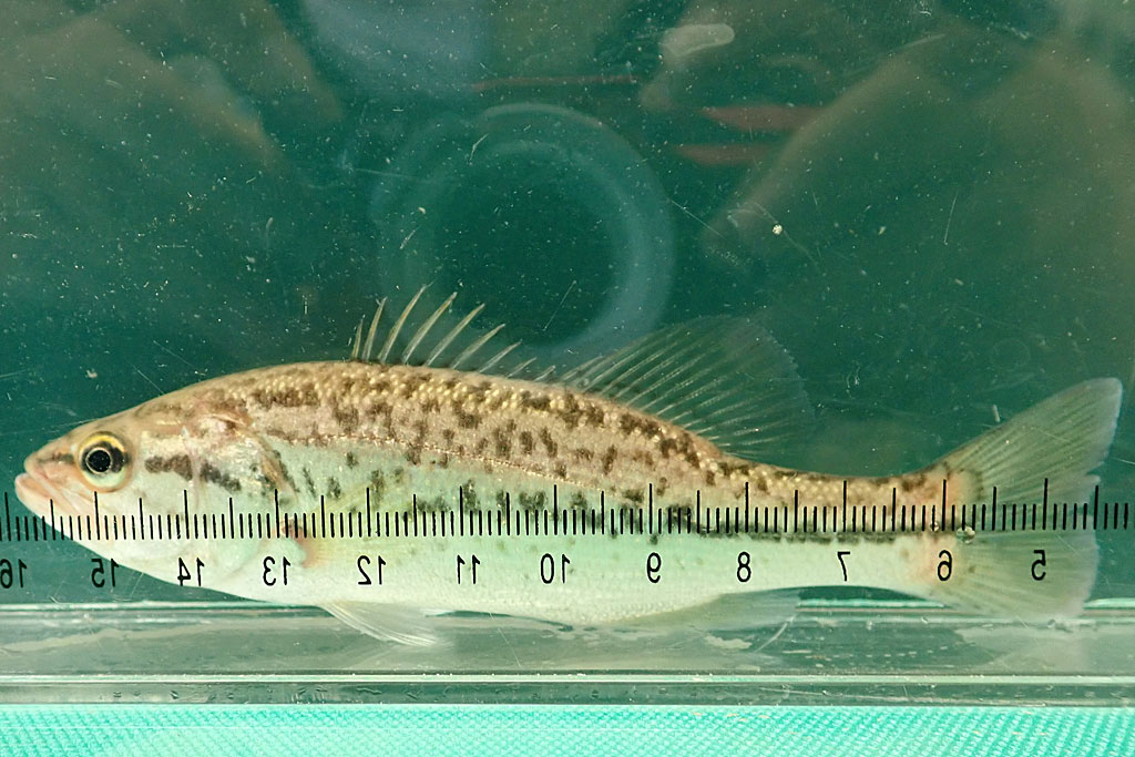 オオクチバス画像