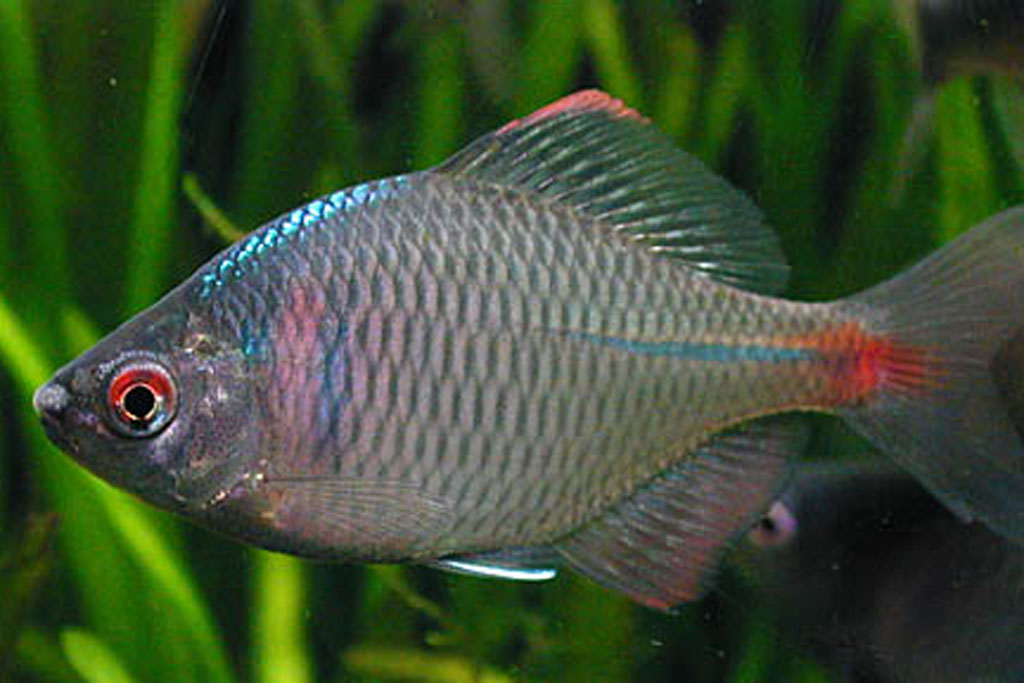 タイリクバラタナゴ画像