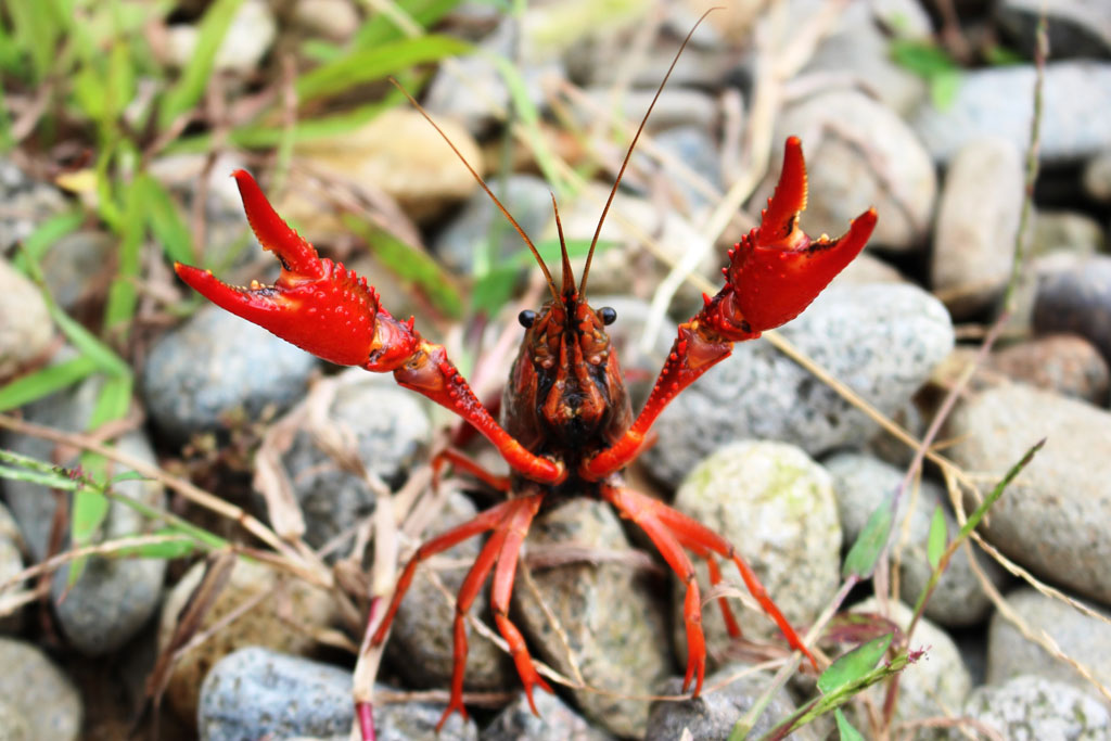 アメリカザリガニ画像