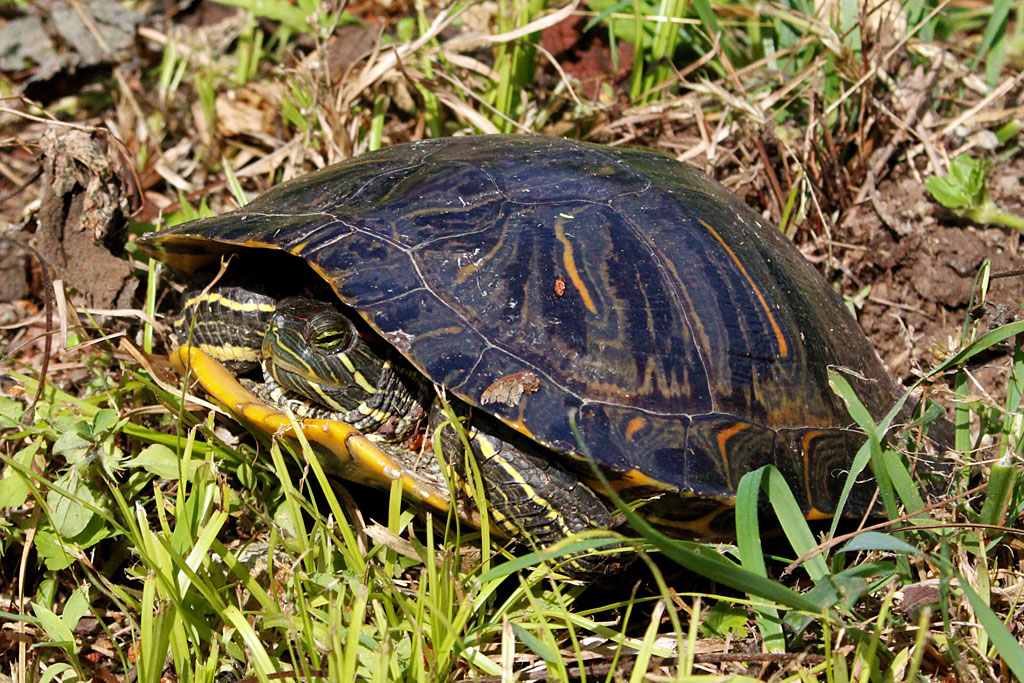 ミシシッピアカミミガメ画像