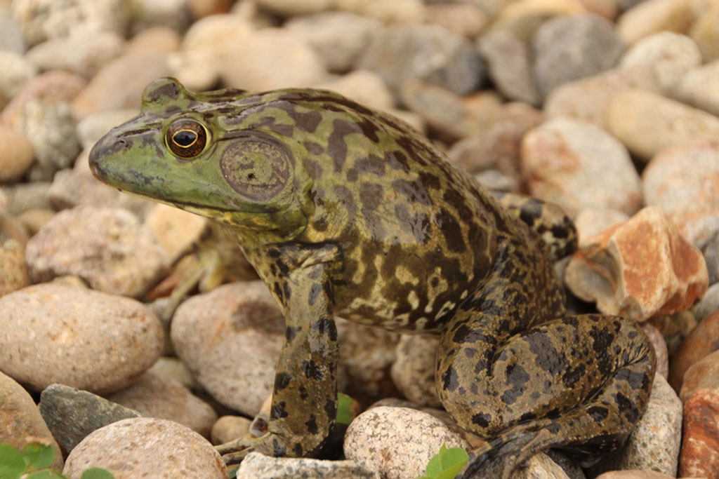 ウシガエル画像