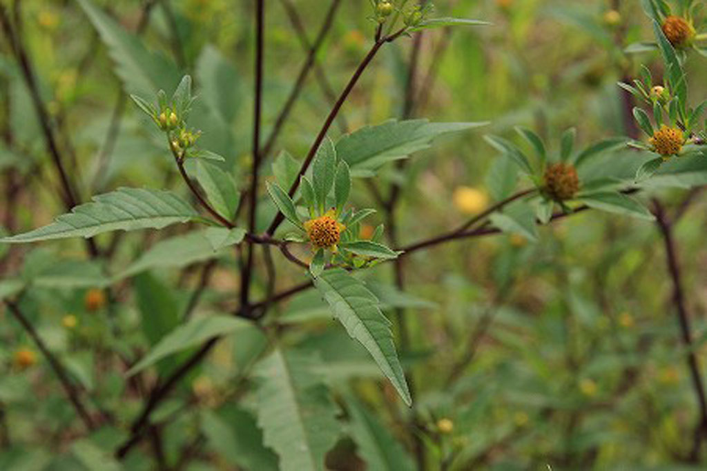 アメリカセンダングサ画像