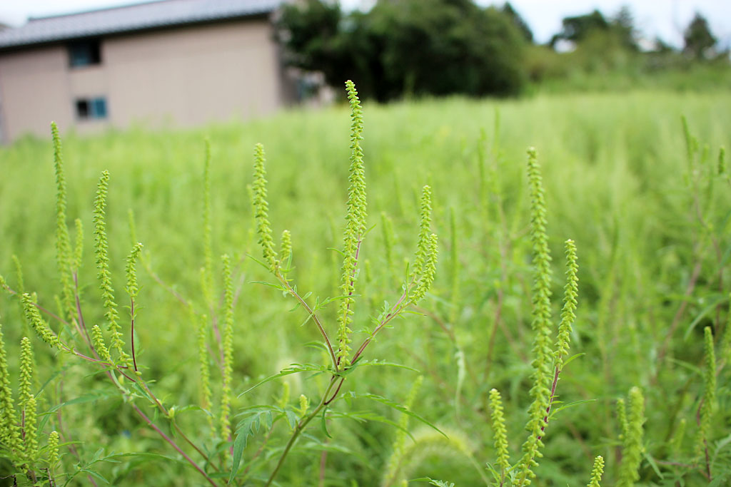 ブタクサ画像