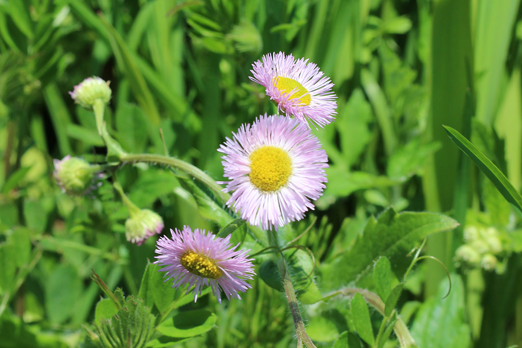 ハルジオン画像