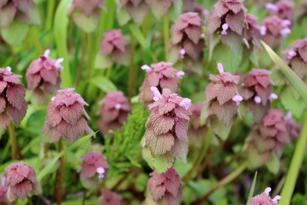 ヒメオドリコソウ画像