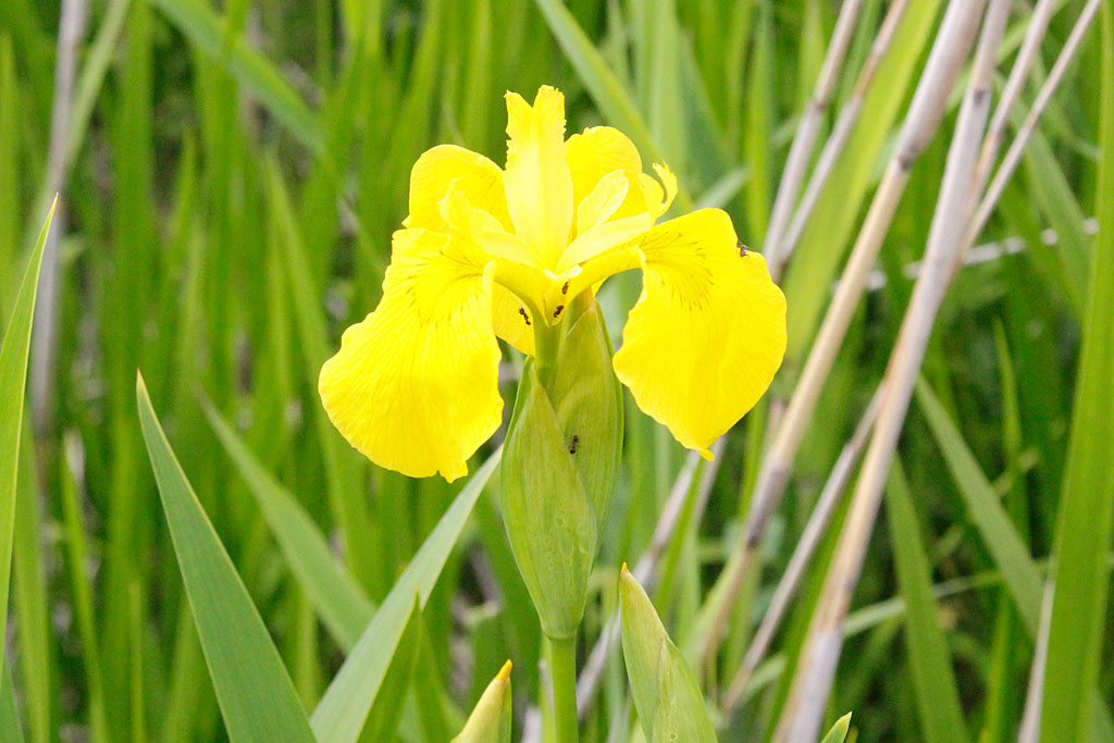 キショウブ画像