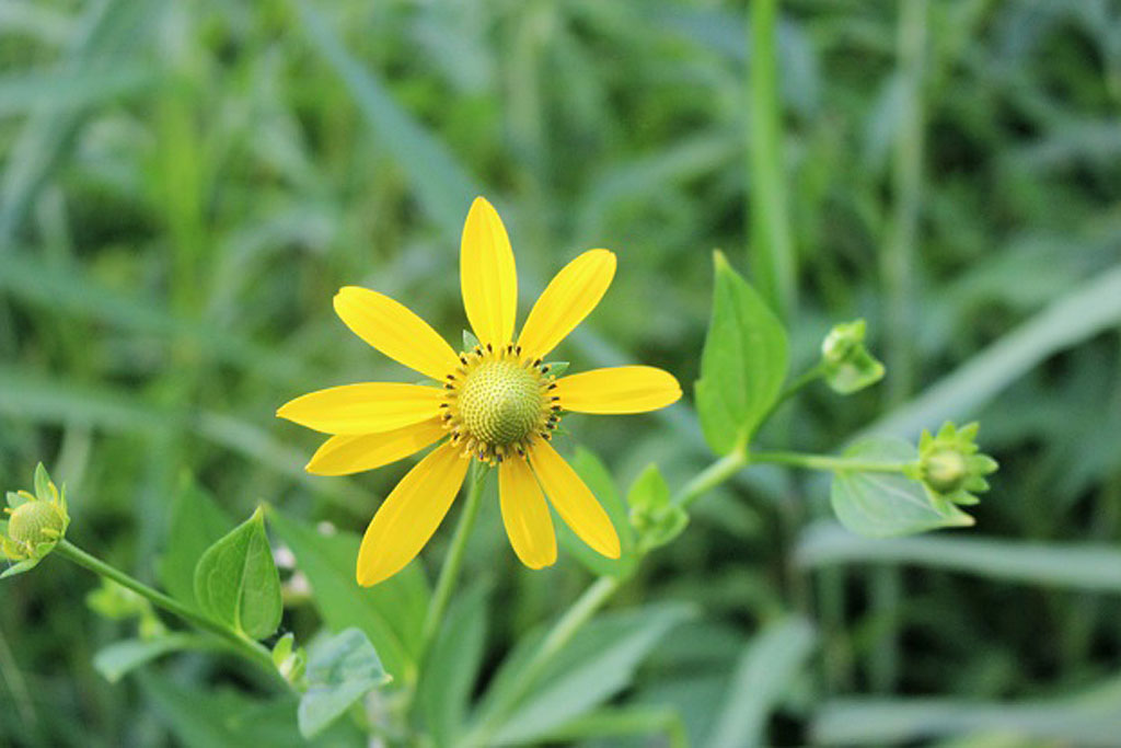 オオハンゴンソウ画像