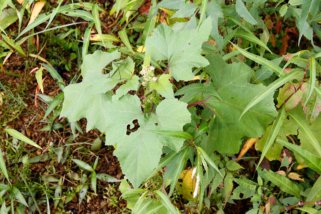 オオオナモミ画像