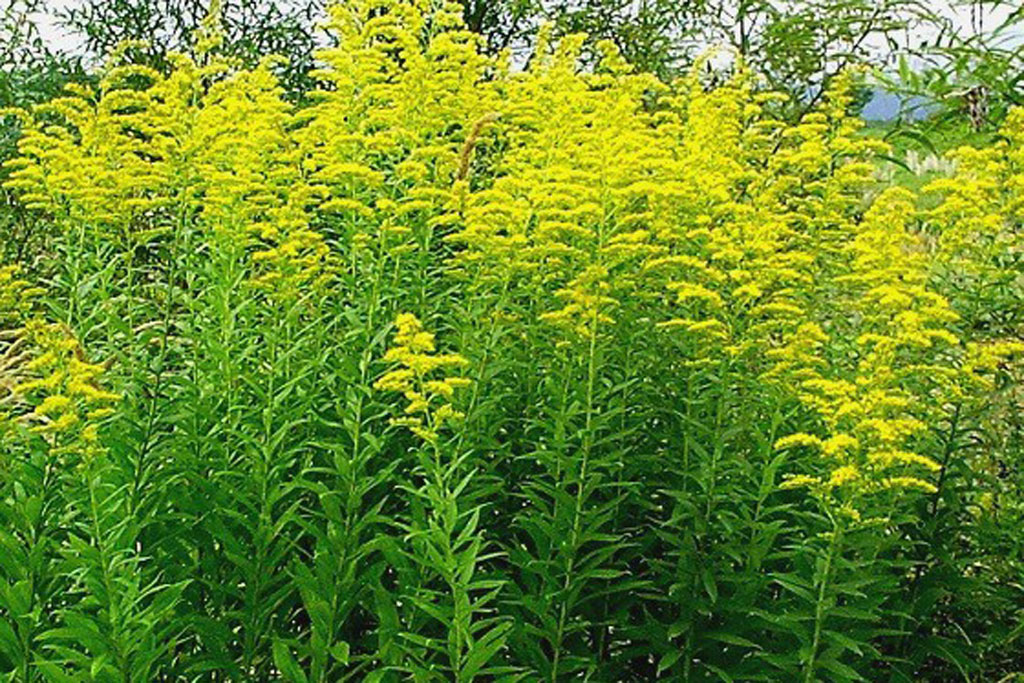 セイタカアワダチソウ画像