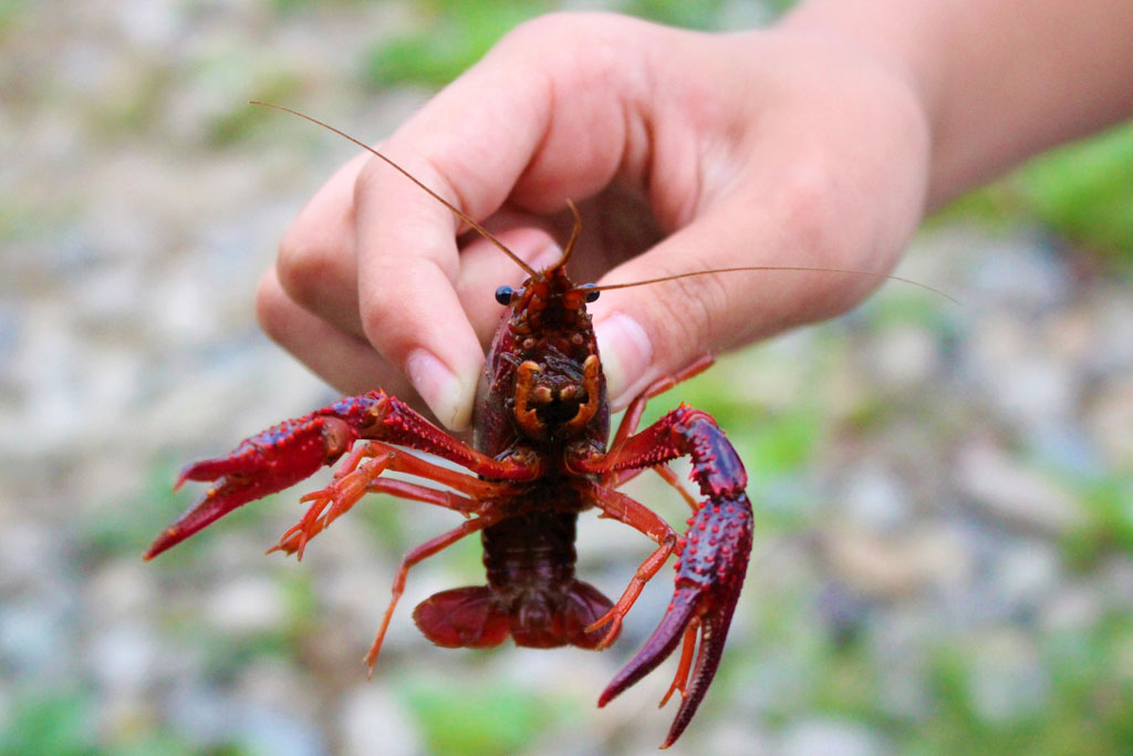 ザリガニのつかまえ方画像