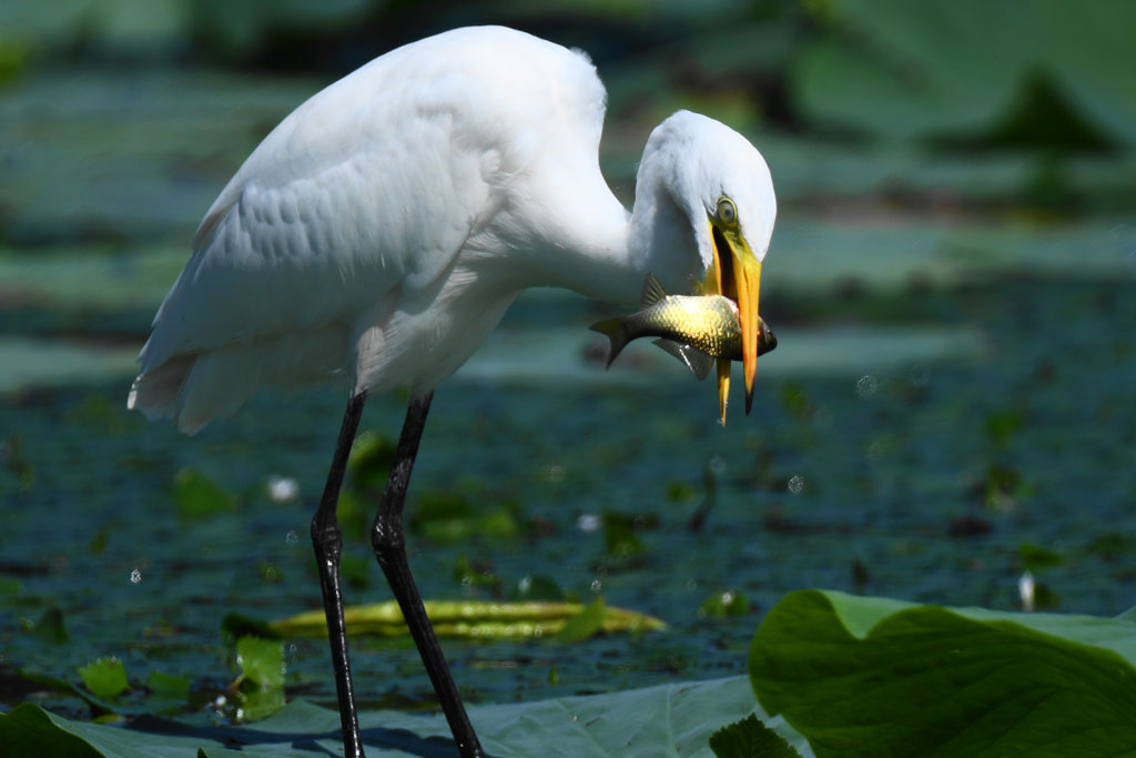 バードウォッチング画像